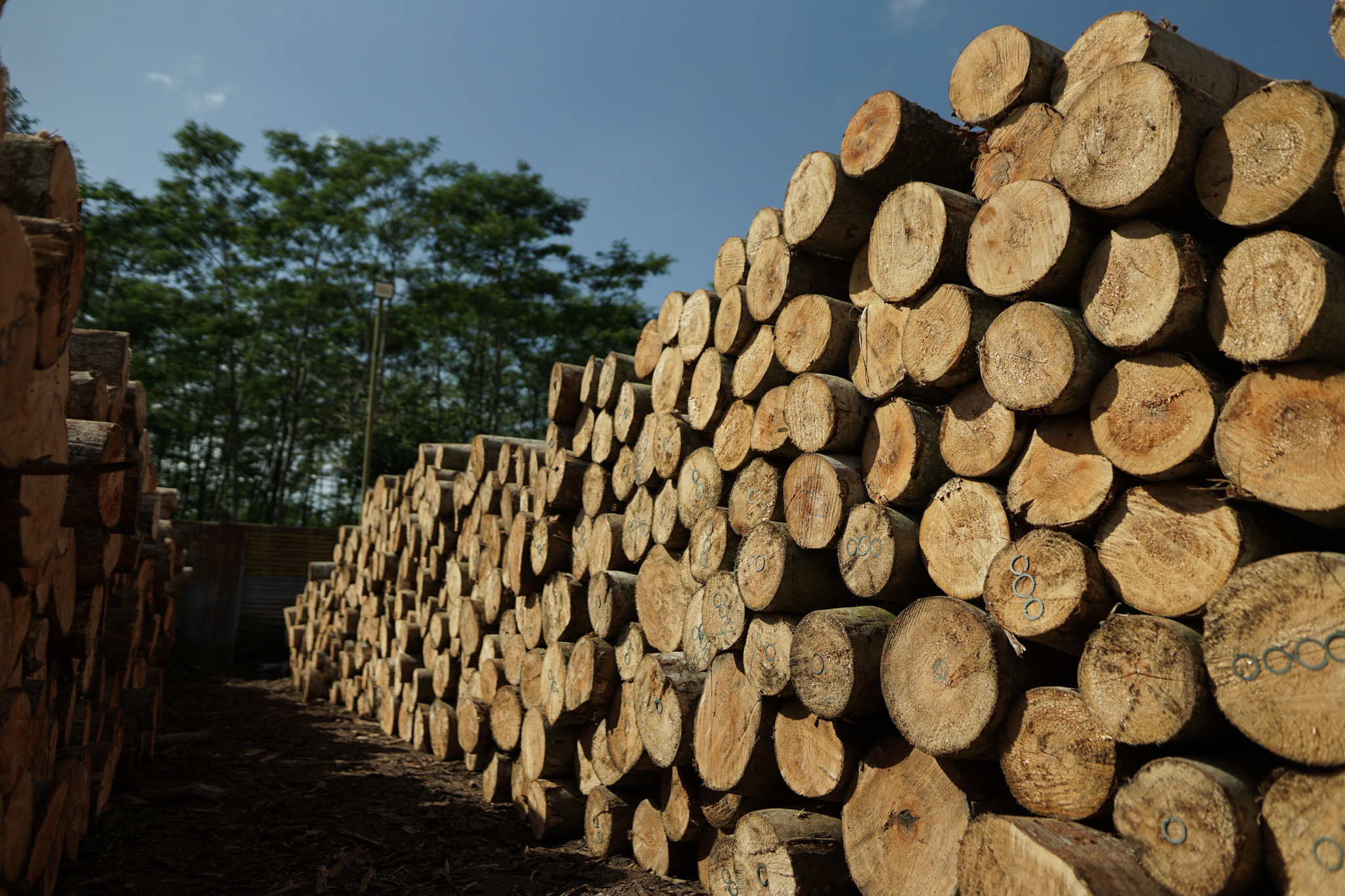 MBS Factory — Logyard operations in Lumajang, East Java